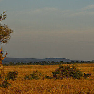 _R058310_20180730_072505_5068Masai Mara 2018_6706Masai Mara 2018.jpg