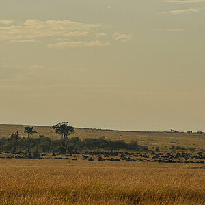 _R058333_20180730_073950_5070Masai Mara 2018_6708Masai Mara 2018.jpg