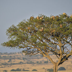 _5RG2122_20180730_073955_5129Masai Mara 2018_6402Masai Mara 2018.jpg