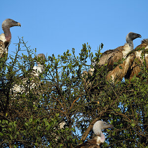 _5RG2129_20180730_074147_5131Masai Mara 2018_6404Masai Mara 2018.jpg