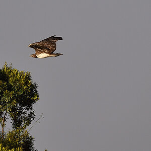 _5RG2147_20180730_075851_5135Masai Mara 2018_6408Masai Mara 2018.jpg
