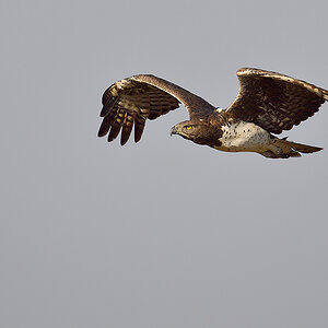 _5RG2155_20180730_080339_5138Masai Mara 2018-2_6412Masai Mara 2018.jpg