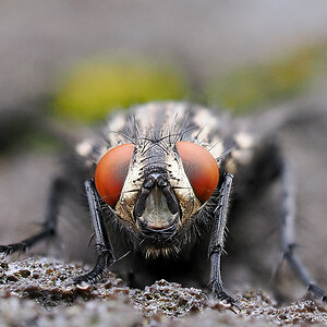 N5221176nikon.jpg