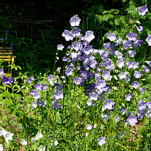 Glockenblume, pfirsichblättrig.jpg