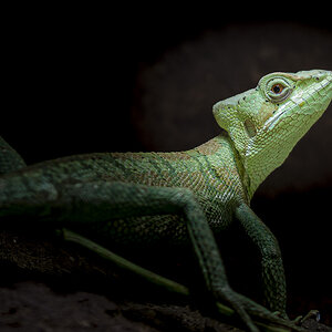 Kronenbasilisk