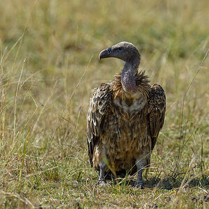 _5RG2573_20180730_100101_5260Masai Mara 2018_6534Masai Mara 2018.jpg