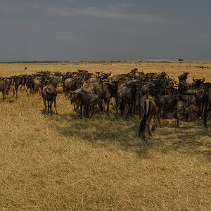 _R058439_20180730_100921_5077Masai Mara 2018_6715Masai Mara 2018.jpg