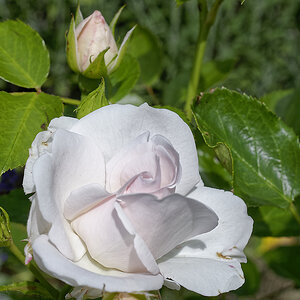 _DSC0087_DxOAxl.jpg