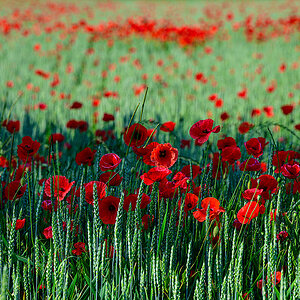 Mohn.jpg