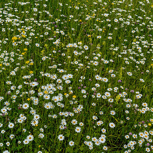Blumenwiese.jpg