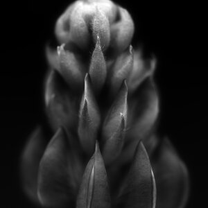 Lupine BW.jpg