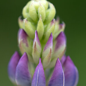 Lupine.jpg