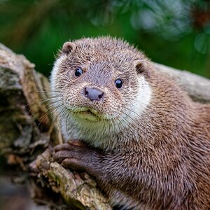 Otter.jpg