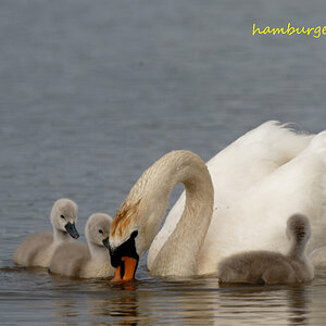 Schwan Gössel 1_DxO.jpg