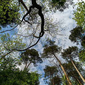 Wald.jpg
