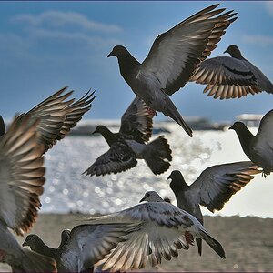comp_2BirdsLumi.jpg