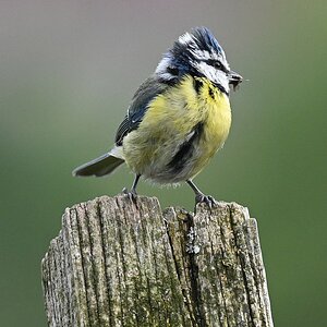 Punk Bird.jpg