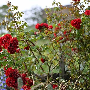 A thousand red roses.jpg