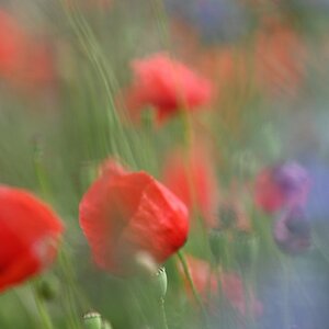 Mohn-Blur.jpg