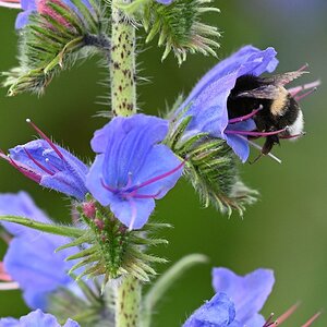 Hummel.jpg