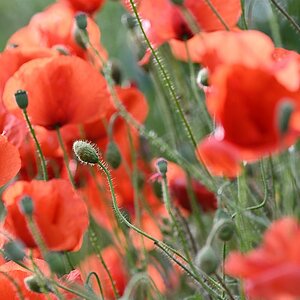 Mohn2.jpg
