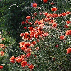 Mohn1.jpg