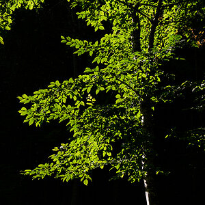 Licht.jpg