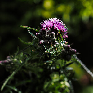 P6130021-Edit.jpg