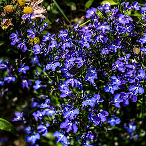 P6130027-Edit.jpg