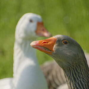NIKON_2024_00080NF.jpg
