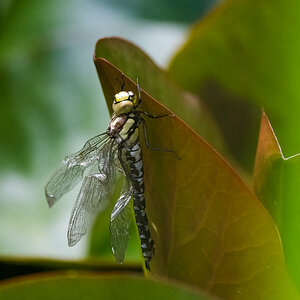 Libelle Ansicht1.jpg
