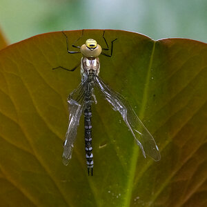 Libelle Ansicht2.jpg