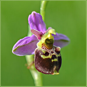 Orchideen.jpg