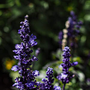 P6130034-Edit.jpg