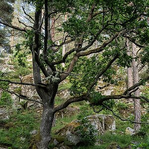 Schwedische Eiche