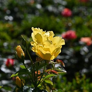 Rosengarten7.jpg