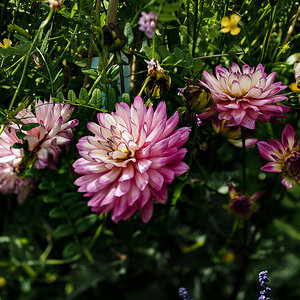 P6130029-Edit.jpg