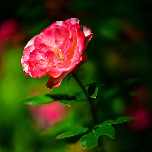 DSC_2923.jpg