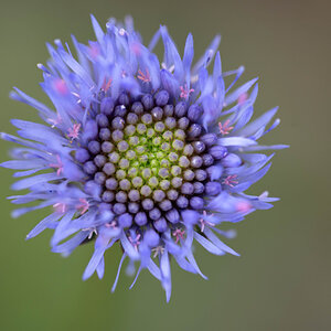 Witwenblume 1.jpg