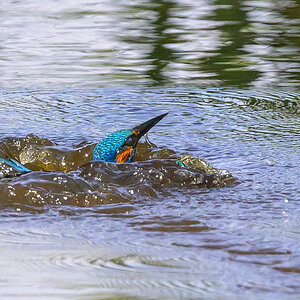 NZ9_3980_Auftauchen_IA_5-2024.jpg