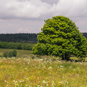 Baum in der Hohen Rhön