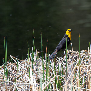 DSC_3396.jpg