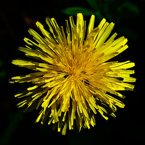 Blume.jpg