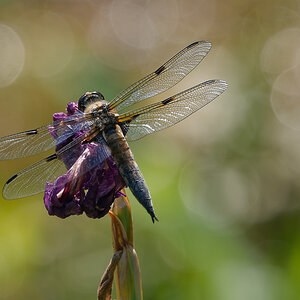 N6273364nikon.jpg
