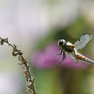 N6273330nikon.jpg