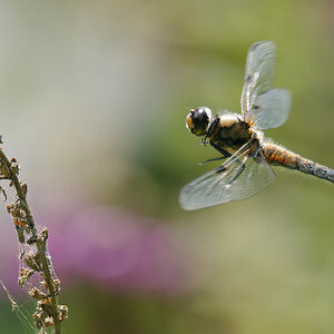N6273320nikon.jpg