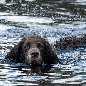 Wasserhund