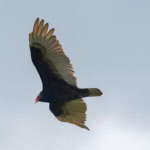 DSC_4107-Verbessert-RR.jpg