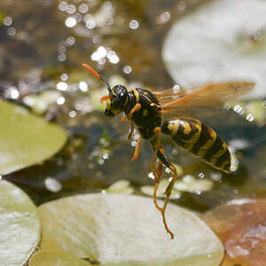 N6283639nikon.jpg