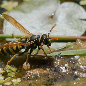 N6283615nikon.jpg